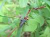 Cantharis fusca